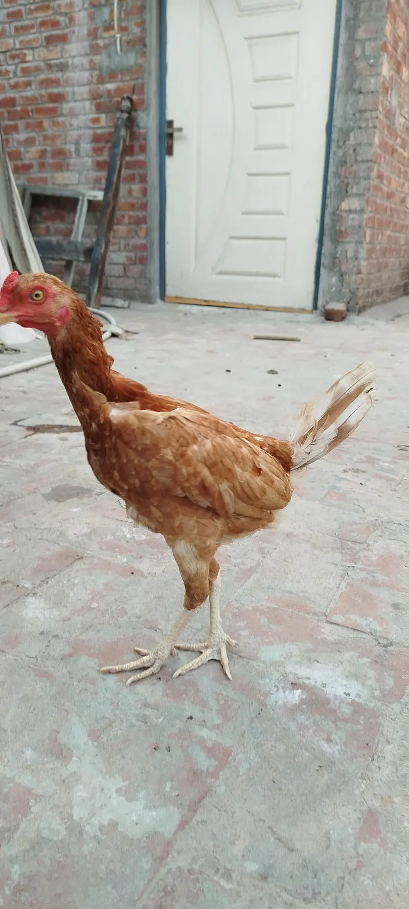 2 Hen for sale eggs wali hain — photo 4