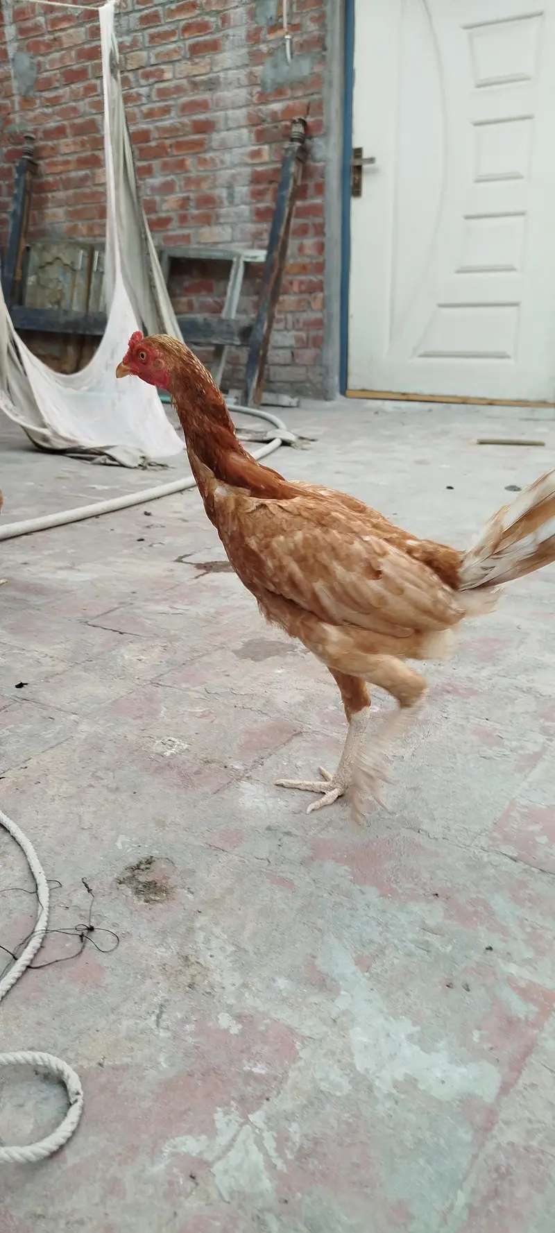 2 Hen for sale eggs wali hain — photo 5