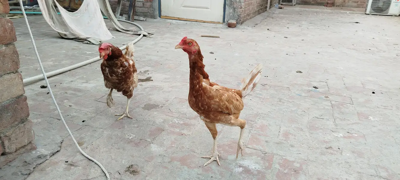 2 Hen for sale eggs wali hain — photo 6