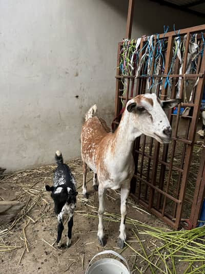 Goat pair for sale