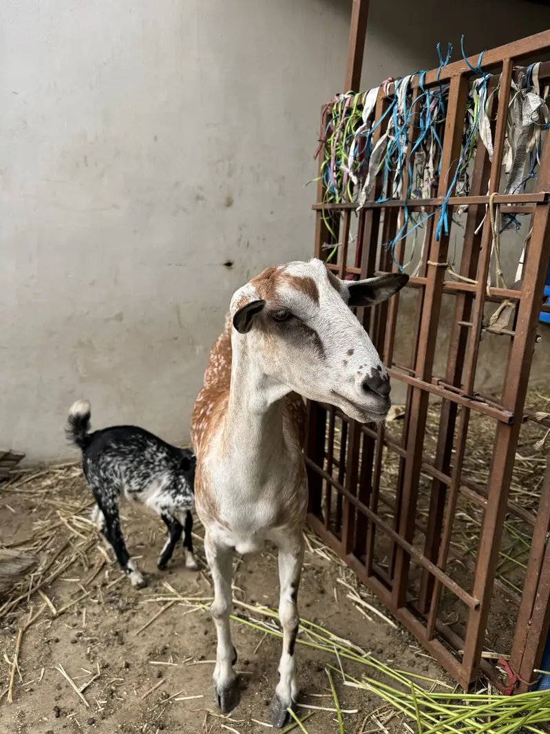 Goat pair for sale — photo 2