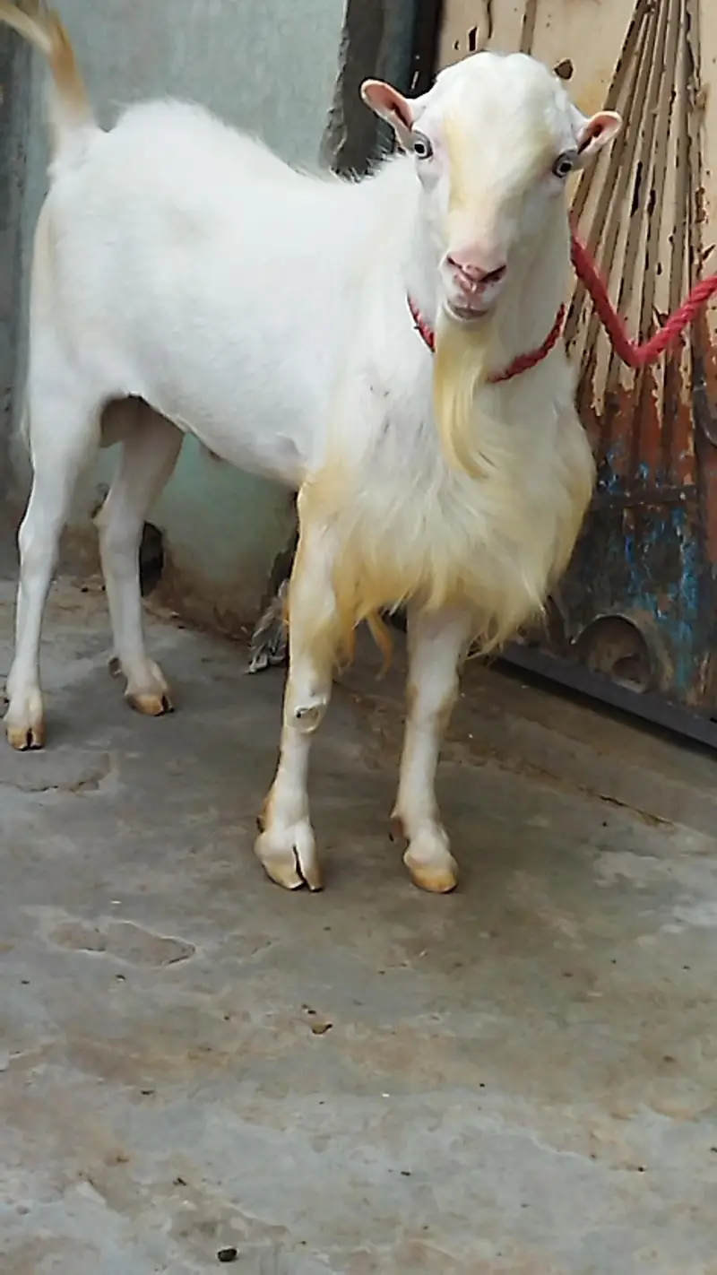 Beautiful Tada Breeder — photo 2