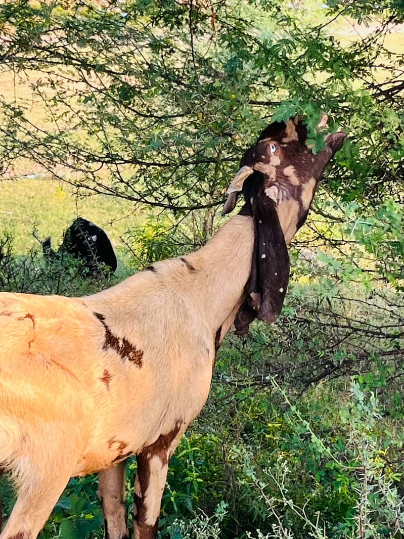 Beetal Bakri 0