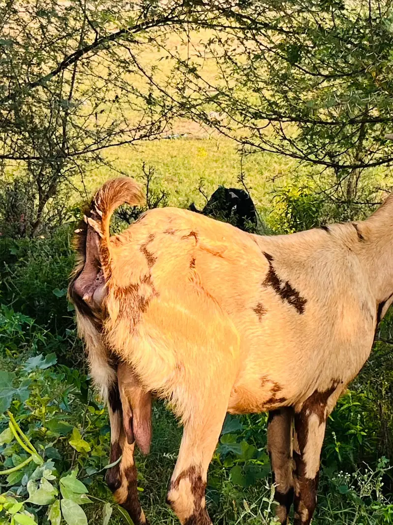 Beetal Bakri — photo 2