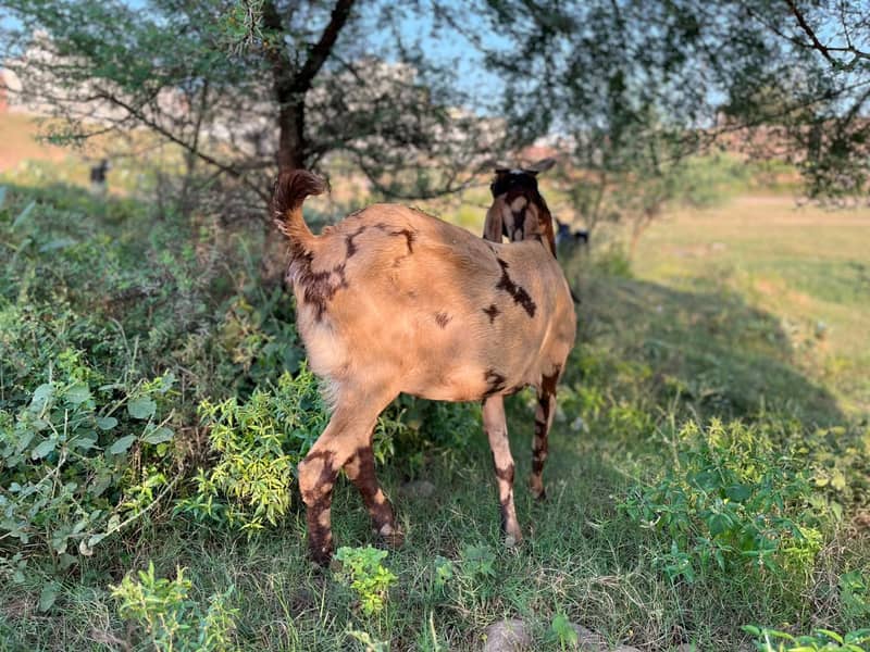 Beetal Bakri 2