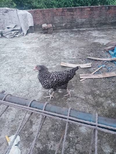 Dasi murgha or misri mughi breeder