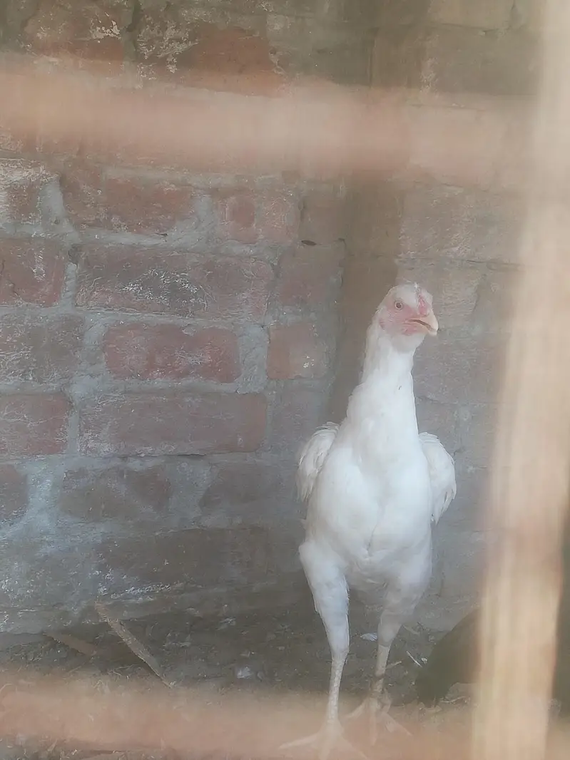 Pata hai  6 month ka — photo 2