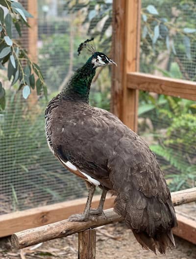 peacock