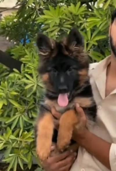 Breed: Pure German Shepher /gsd03423532758 WhatsApp