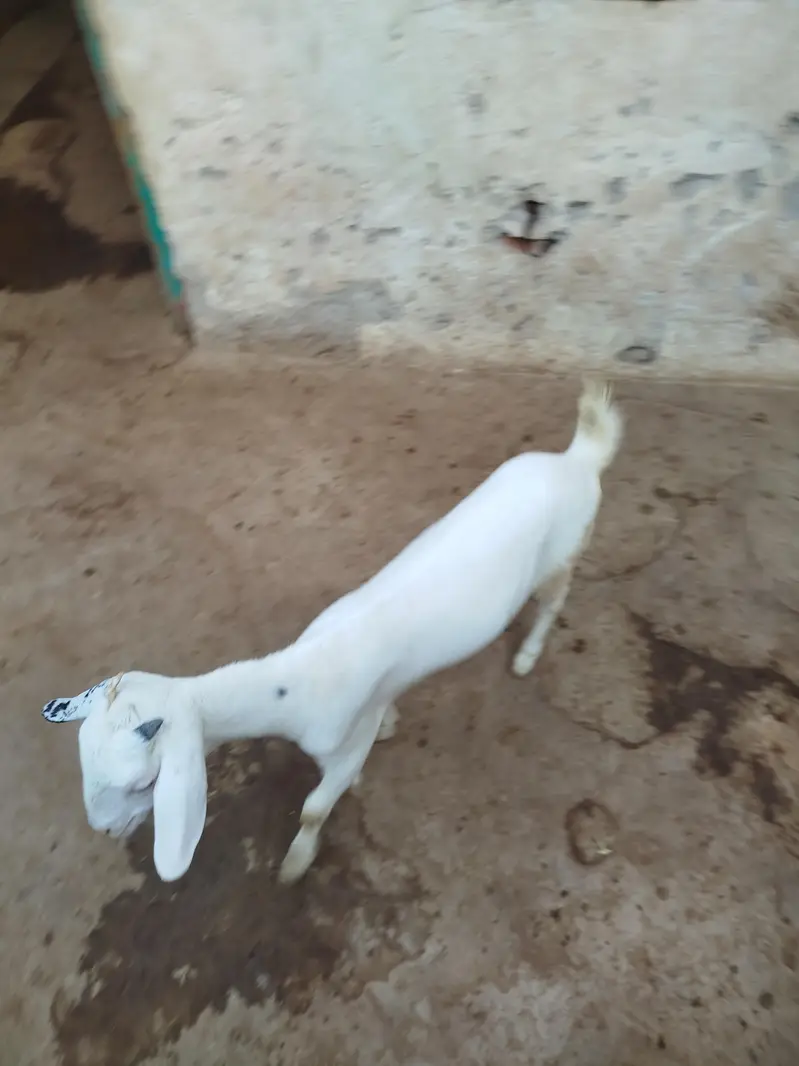 baby goat — photo 3