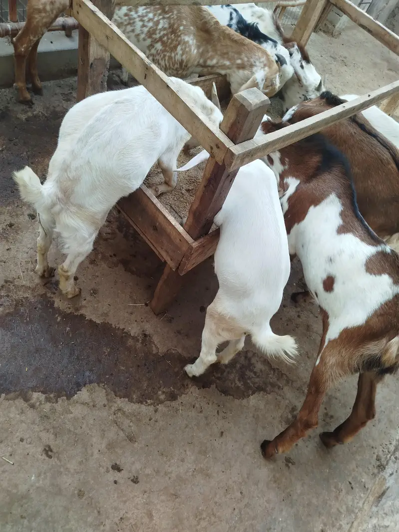 baby goat — photo 4