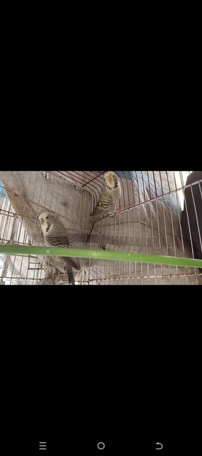 Grey Exhibition Pair