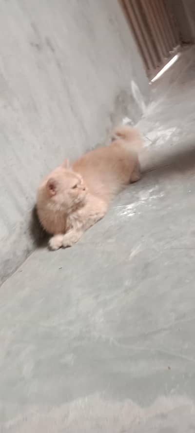 persian cat triple coated punch face