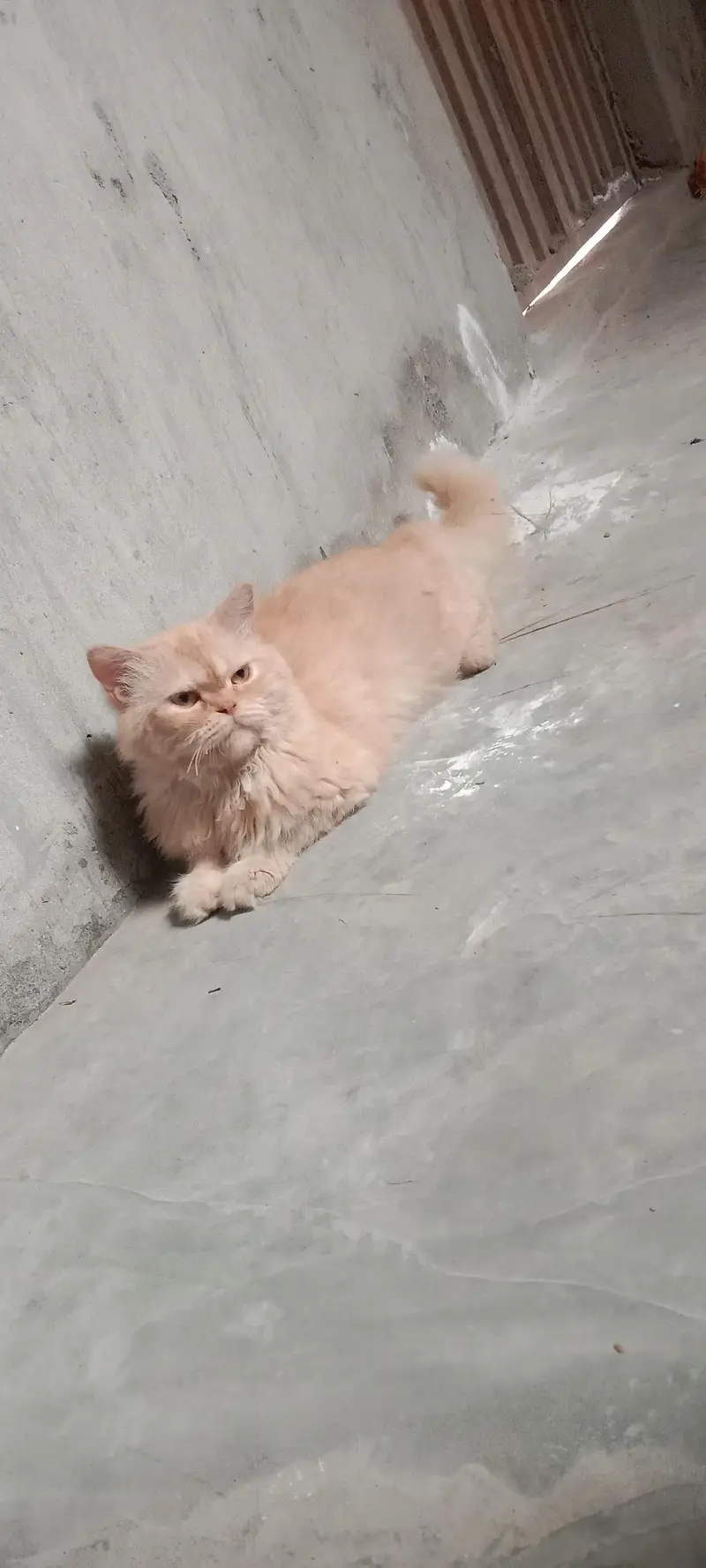 persian cat triple coated punch face — photo 2