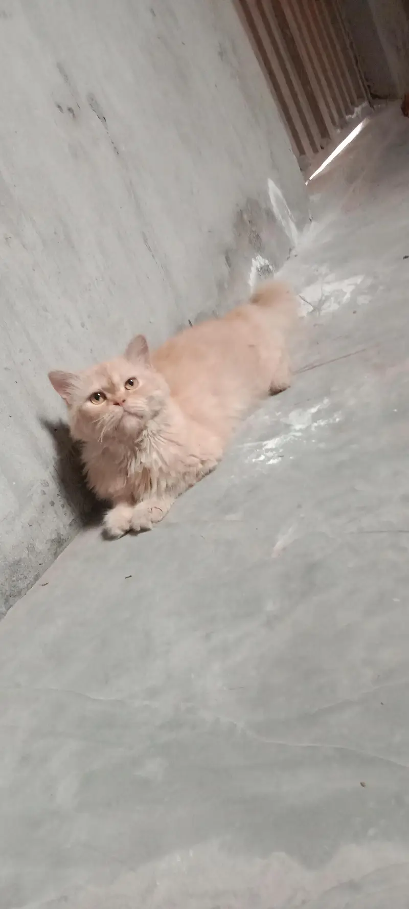 persian cat triple coated punch face — photo 3