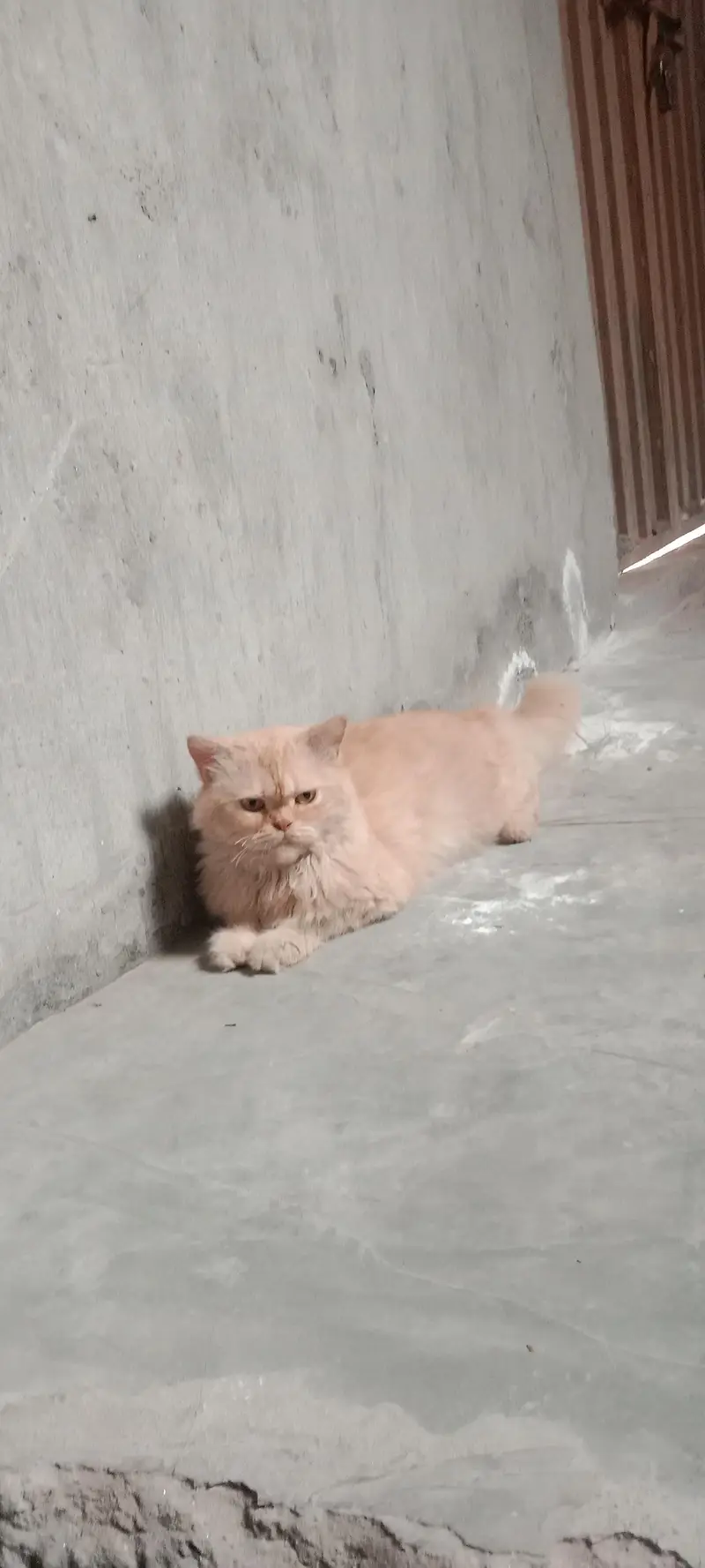 persian cat triple coated punch face — photo 4