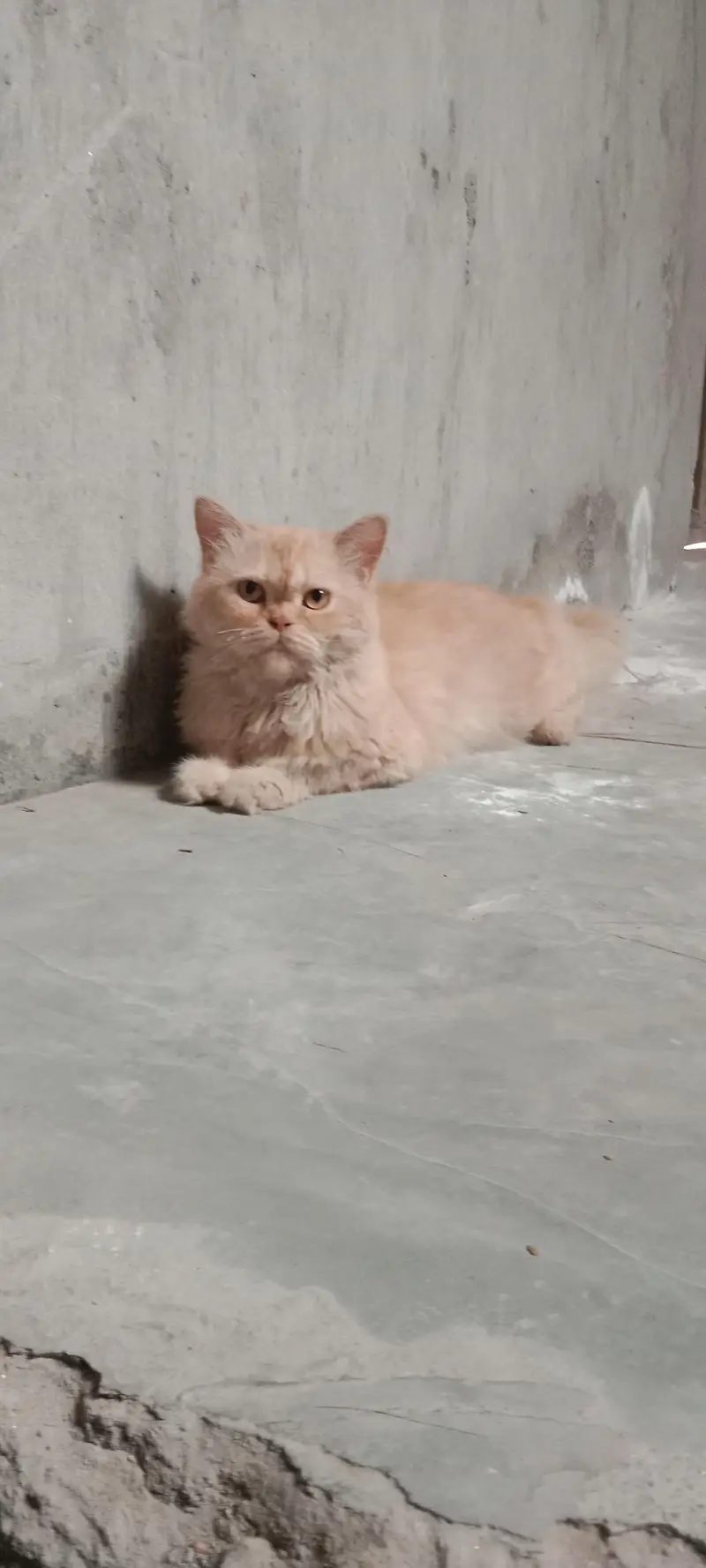 persian cat triple coated punch face — photo 5