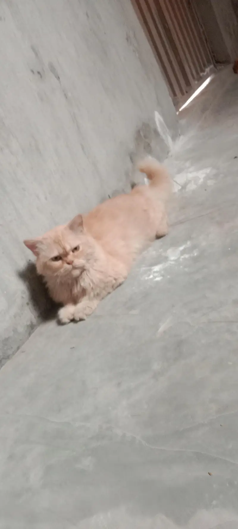 persian cat triple coated punch face — photo 6