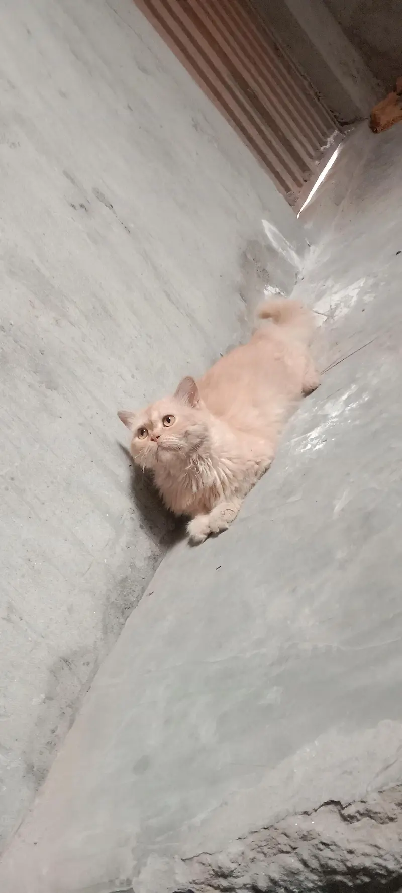 persian cat triple coated punch face — photo 7