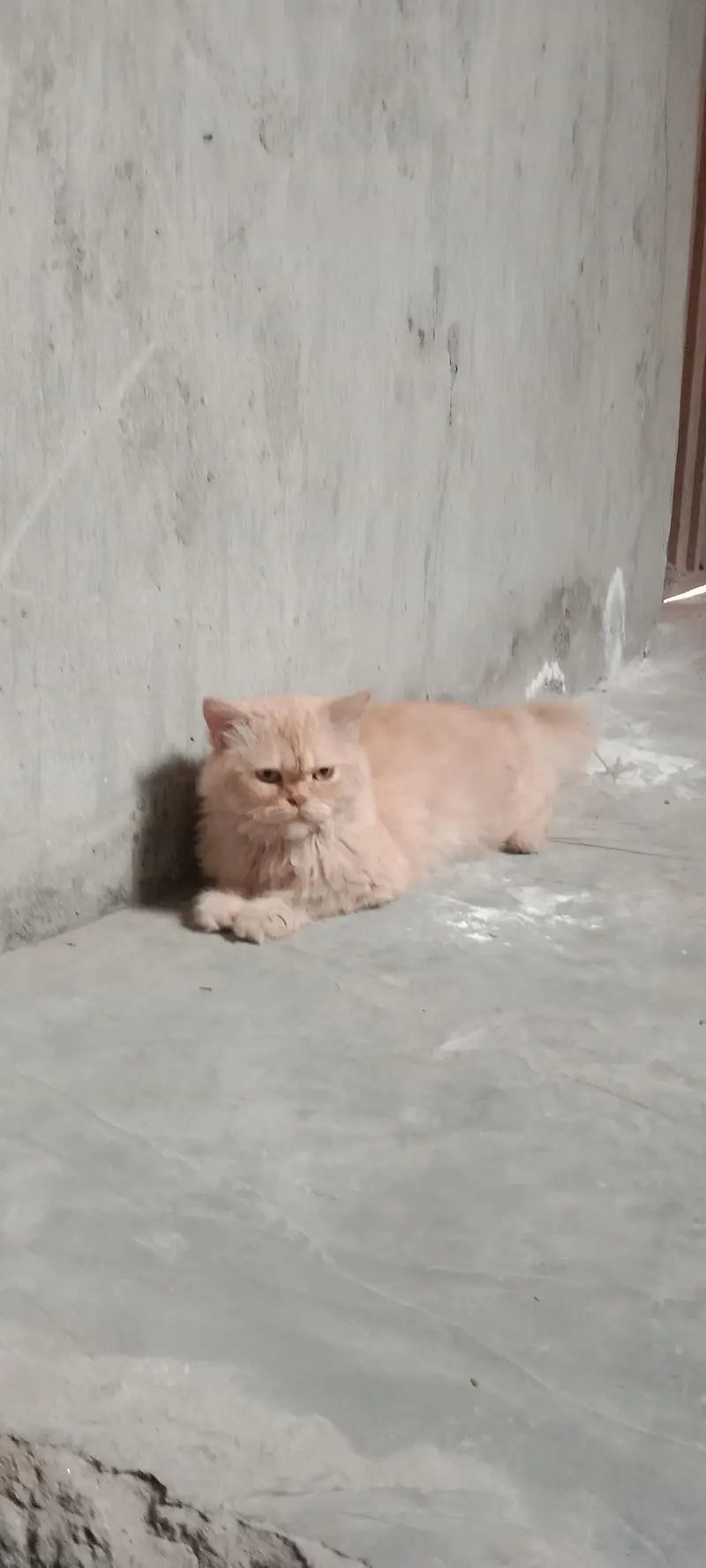 persian cat triple coated punch face — photo 8