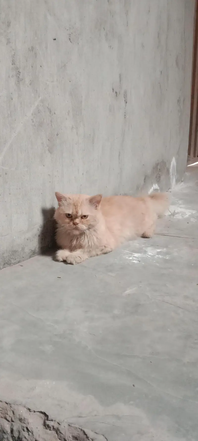 persian cat triple coated punch face — photo 9