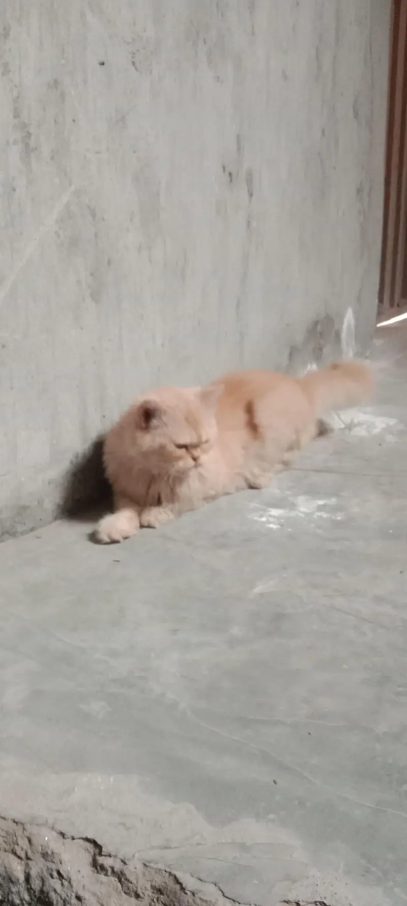 persian cat triple coated punch face — photo 10