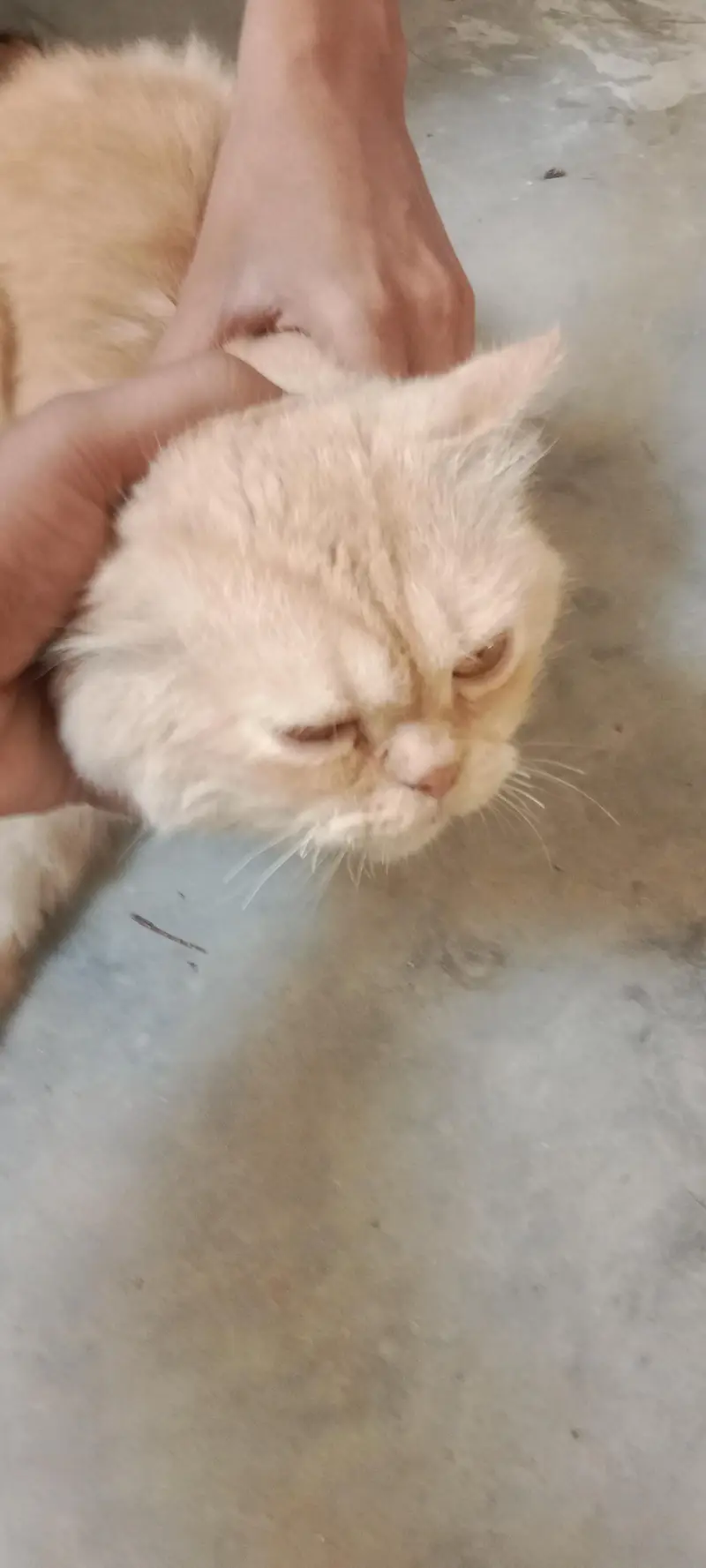 persian cat triple coated punch face — photo 11
