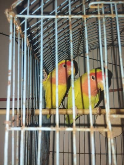 Healthy and Active Fisher Lovebirds Breeder Pair For Sale