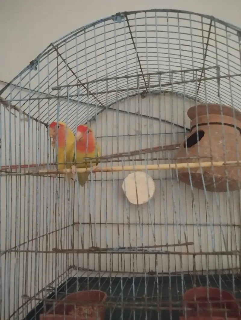 Healthy and Active Fisher Lovebirds Breeder Pair For Sale — photo 2