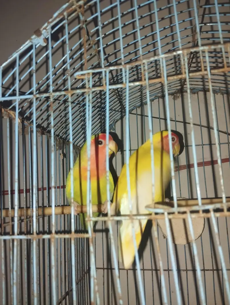 Healthy and Active Fisher Lovebirds Breeder Pair For Sale — photo 3