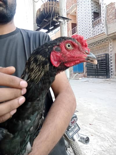 java aseel patha velati cros black