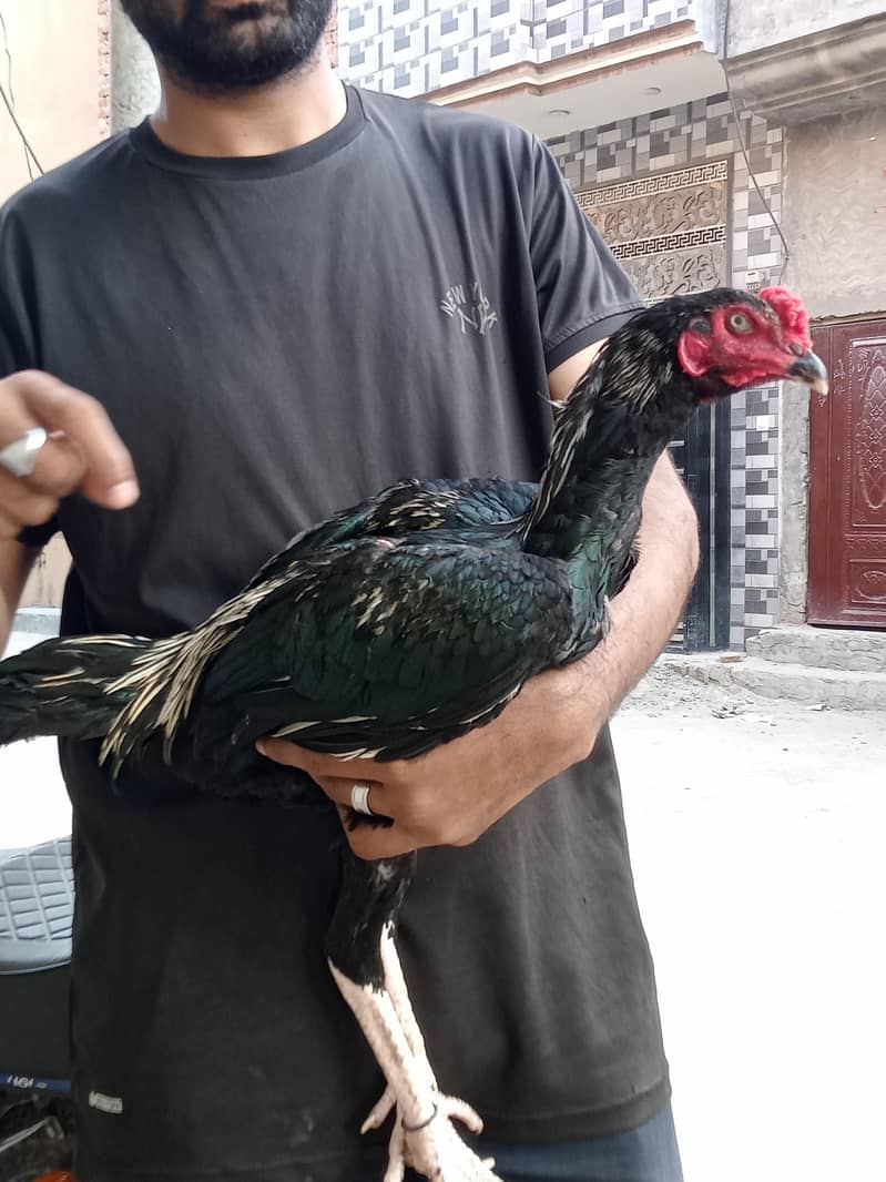 java aseel patha velati cros black 2