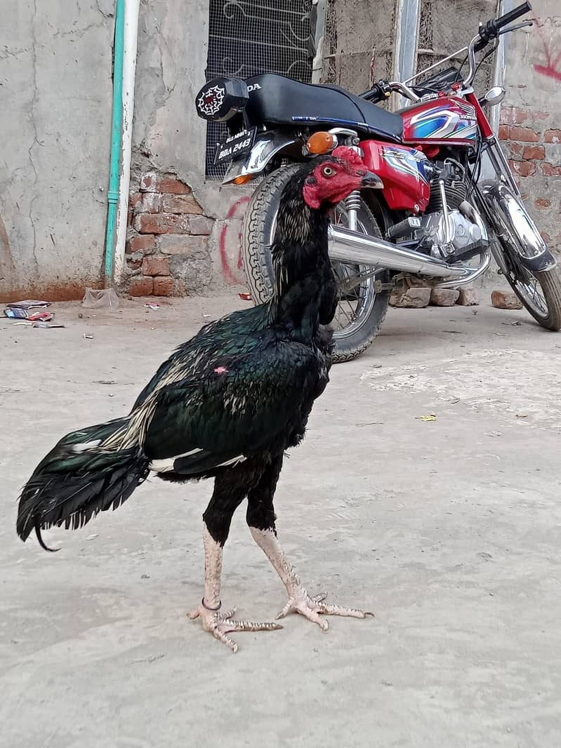 java aseel patha velati cros black 4