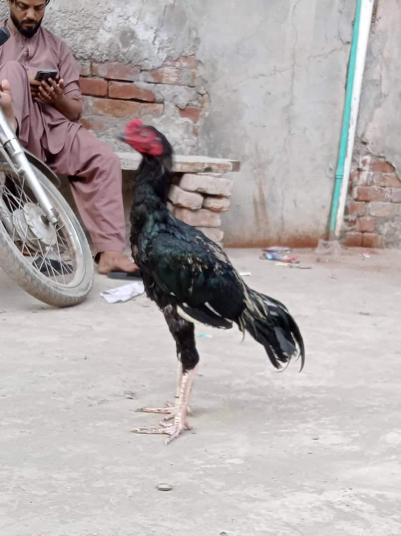 java aseel patha velati cros black 5