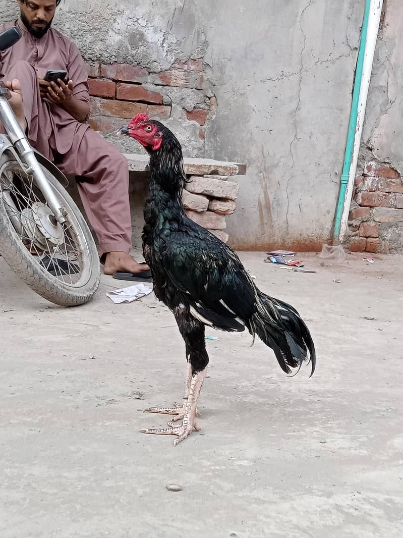 java aseel patha velati cros black 6