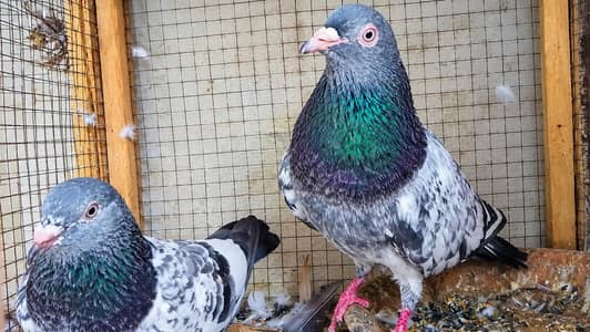 golden breeder pair tasveer wala breeder pair sadna breeder pair ava