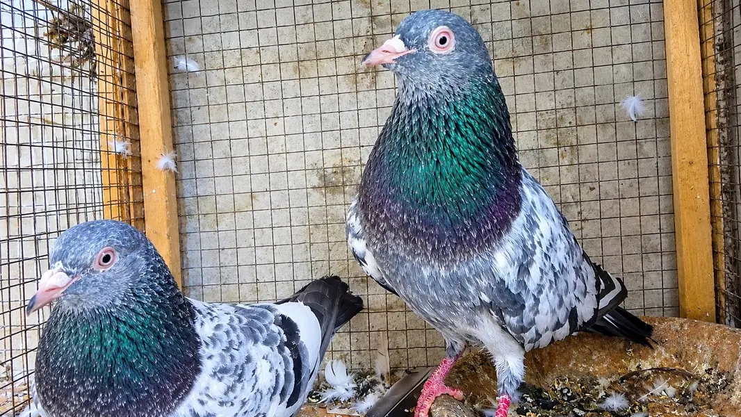 golden breeder pair tasveer wala breeder pair sadna breeder pair ava — photo 3