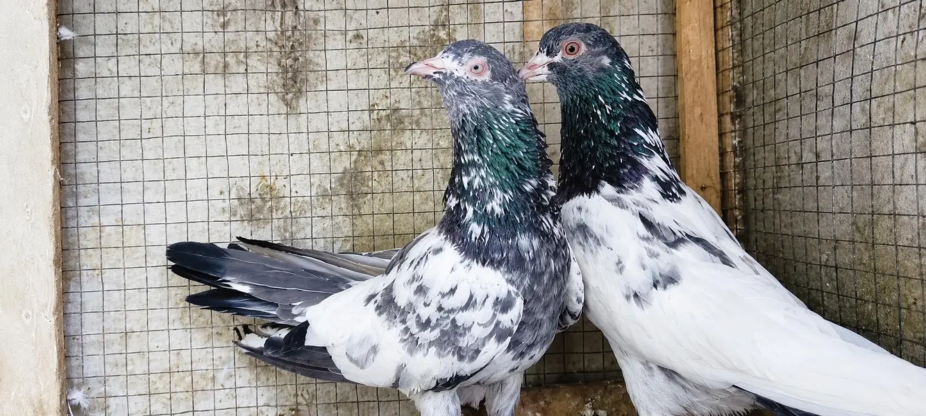 golden breeder pair tasveer wala breeder pair sadna breeder pair ava — photo 5