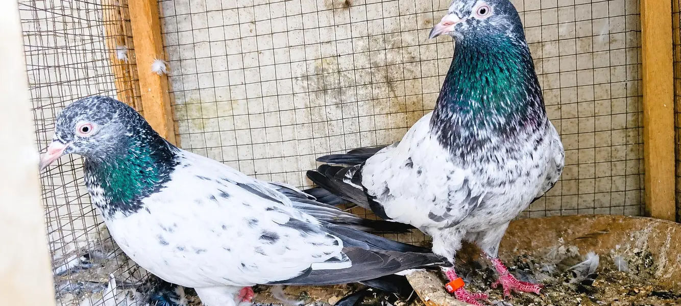golden breeder pair tasveer wala breeder pair sadna breeder pair ava — photo 6