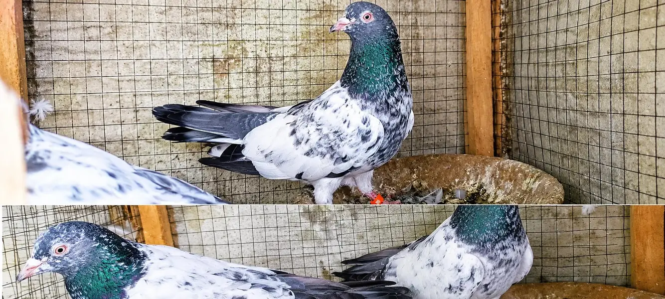 golden breeder pair tasveer wala breeder pair sadna breeder pair ava — photo 7