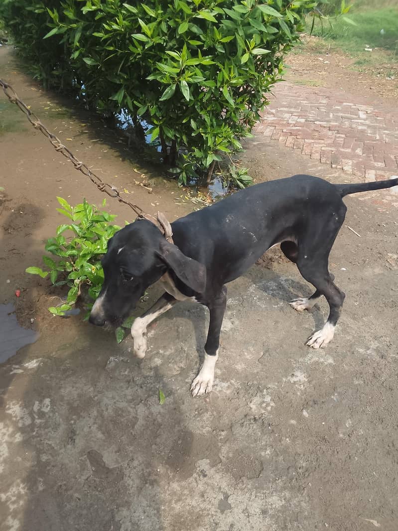 Bully Dog 1