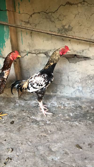 Aseel murgha murghi patha pathi for sale Thai mianwali