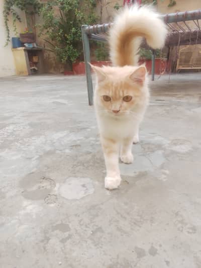 High Quality Persian Male 7 Months Cream Color Semi Punch - Burewala