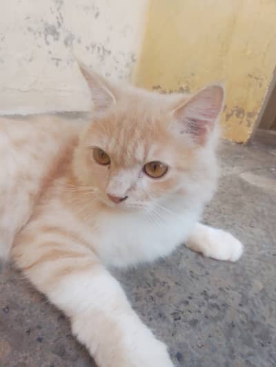High Quality Persian Male 7 Months Cream Color Semi Punch - Burewala