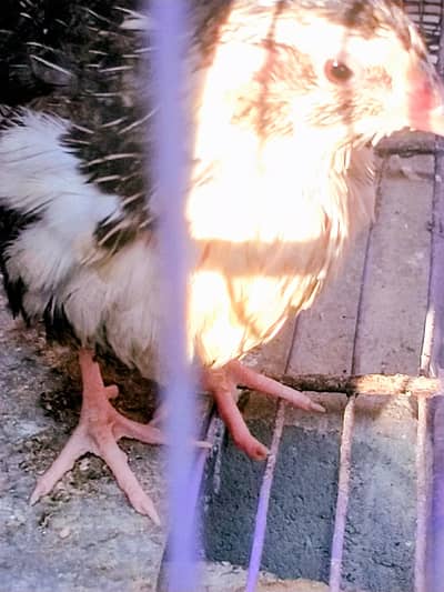 Birds for sell available rabta O3I9-O39O77O py karen