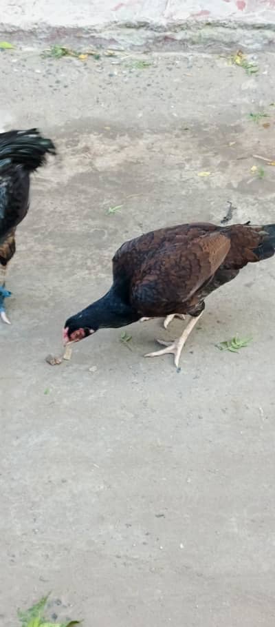 hen for sale