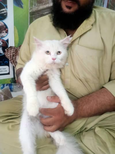 male cat for sale