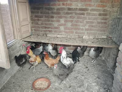 Desi and Aseel birds for sale
