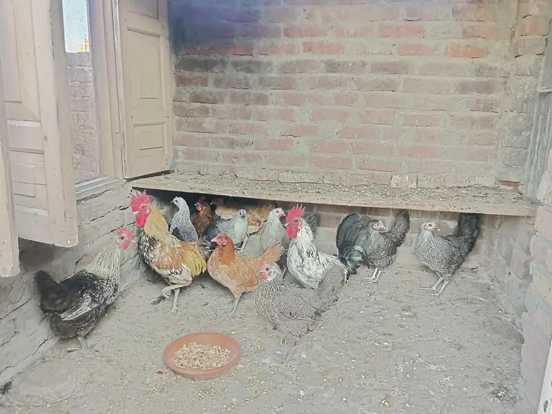 Desi and Aseel birds for sale — photo 2