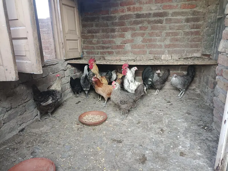 Desi and Aseel birds for sale — photo 3
